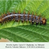 brenthis daphne daghestan larva l5 3